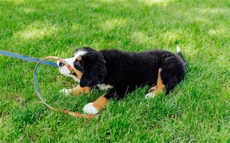 Come abituare il cucciolo al guinzaglio. .